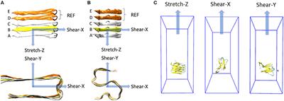 The Role of Structural Polymorphism in Driving the Mechanical Performance of the Alzheimer's Beta Amyloid Fibrils